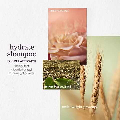 Image 1 - Image features three overlapping panels with images of rose petals, green tea leaves, and wheat, accompanied by the text hydrate shampoo and formulated with rose extract, green tea extract, and multi-weight proteins.
Image 2 - An advertisement for hydrate conditioner featuring close-up images of sage leaves, green tea, and wheat, with the text hydrate conditioner, formulated with sage leaf extract, green tea extract, multi-weight proteins, and sage leaf extract.
Image 3 - A five-star review of a shampoo and conditioner showcases hair strands with bubbles, stating that it makes dry hair soft and shiny, and is recommended by every hairdresser. LOOKFANTASTIC VERIFIED CUSTOMER REVIEW.
Image 4 - An image featuring a stylized text that reads pro favourite over a soft, water-like background, followed by the quote One of my favourite Pureology products is the iconic Hydrate which helps to deeply hydrate normal to thick dry, color-treated hair. attributed to Neil Moodie, Pureology UKI Ambassador.
Image 5 - Image shows three product images stacked vertically with the text hydrate conditioner in the center, above the phrase AFTER THE RAIN WITH NOTES OF, and below are the words moss, rose, and mint, with corresponding images of moss, a mint leaf, and a rose.
Image 6 - Image shows three product images for a hydrating shampoo; the first features lavender flowers with the word lavender, the second shows a bergamot fruit with the word bergamot, and the third displays patchouli leaves with the word patchouli, with the text hydrate shampoo and a subtitle reading a citrus summer breeze with notes of lavender, bergamot, patchouli.
Image 7 - Image shows a pink cream in a circular container, surrounded by green powdered extract, beige oval objects, and yellow plant material with text labels: Rose Extract, Green Tea Extract, and Multi-Weight Proteins.
Image 8 - Image shows a purple background with three sections featuring icons and text: first section states vegan formulas, sulfate-free for a gentle cleanse; second section states recycled bottles made from post-consumer recycled materials; third section states up to 300+ washes in one bottle.