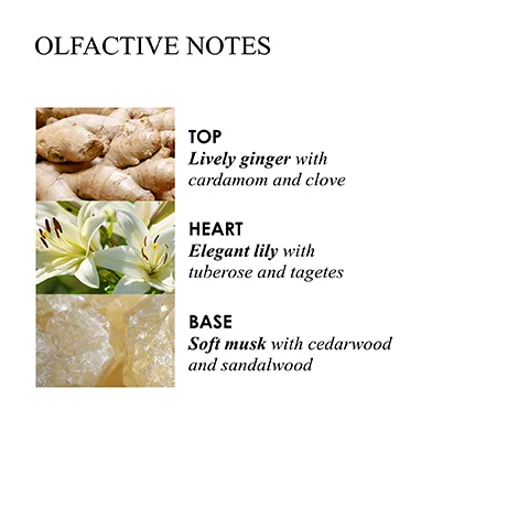 OLFACTIVE NOTES TOP Lively ginger with cardamom and clove HEART Elegant lily with tuberose and tagetes BASE Soft musk with cedarwood and sandalwood