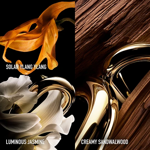 Image 1 - An image divided into four sections shows an orange Ylang Ylang flower, white Jasmine flowers, textured dark wood, and shiny golden abstract shapes, with the text Solar Ylang Ylang, Luminous Jasmine, and Creamy Sandwalwood. Image 2 - Two Million Gold perfume bottles are displayed, the left gold bottle described as Solar & Sensual, the right dark gold Parfum bottle described as Floral & Woody, with a scent spectrum from + Sweet to + Floral at the bottom.
